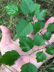 Crataegus pulcherrima