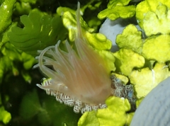 Bunodeopsis globulifera