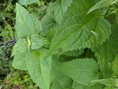 Trypherus frisoni