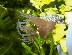 Bunodeopsis globulifera