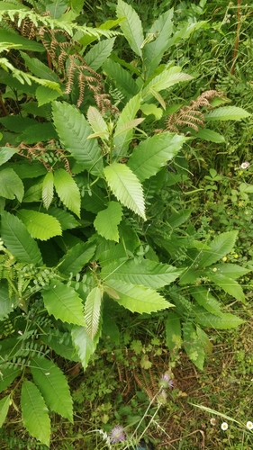 Fagaceae image