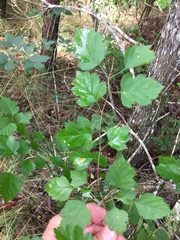 Crataegus pulcherrima