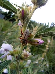 Macrodactylus mexicanus