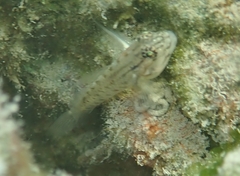 Coryphopterus glaucofraenum