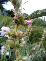 Macrodactylus mexicanus