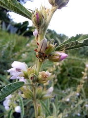 Macrodactylus mexicanus