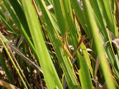 Mermiria intertexta