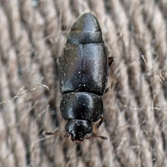 Nitidulidae