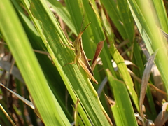 Mermiria intertexta