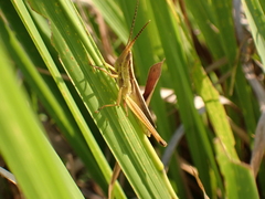 Mermiria intertexta