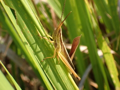 Mermiria intertexta