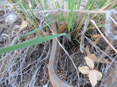 Pantherophis bairdi