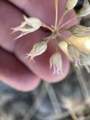 Allium acuminatum