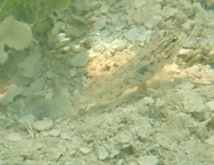 Coryphopterus dicrus