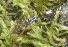 Cryptanura septentrionalis