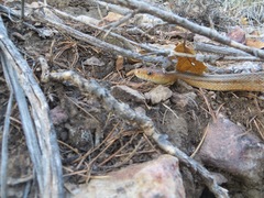 Pantherophis bairdi