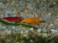 Neocaridina davidi