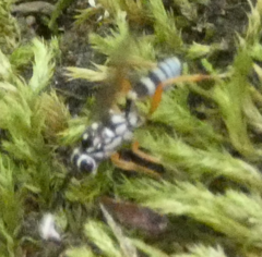 Cryptanura septentrionalis