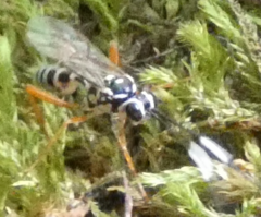 Cryptanura septentrionalis