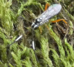 Cryptanura septentrionalis