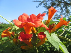 Campsis × tagliabuana