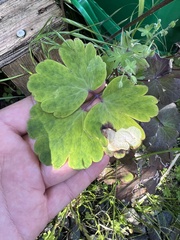 Phytomyza aquilegiae group