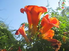 Campsis × tagliabuana
