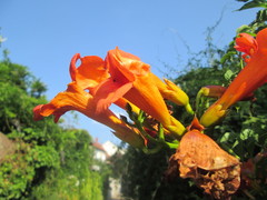 Campsis × tagliabuana