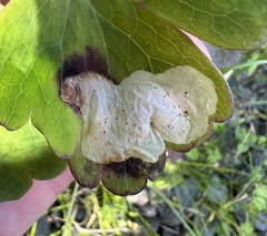 Phytomyza aquilegiae group