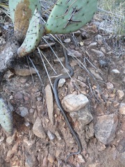 Pantherophis bairdi