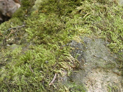 Cryptanura septentrionalis