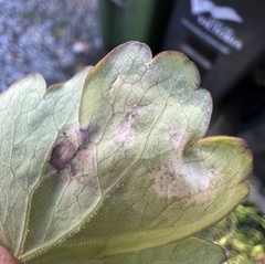 Phytomyza aquilegiae group