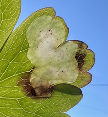 Phytomyza aquilegiae group