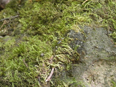 Cryptanura septentrionalis