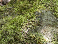 Cryptanura septentrionalis