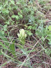 Castilleja lutescens