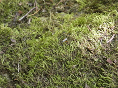 Cryptanura septentrionalis