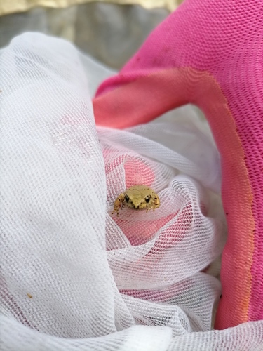 Craugastor cueyatl