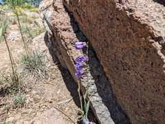 Penstemon leiophyllus