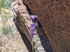 Penstemon leiophyllus