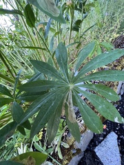 Pegomya tinctisquama