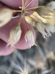 Allium acuminatum