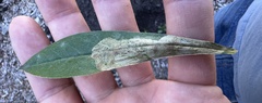 Pegomya tinctisquama