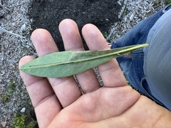 Pegomya tinctisquama