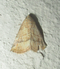 Eublemma baccatrix