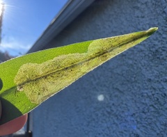 Pegomya tinctisquama