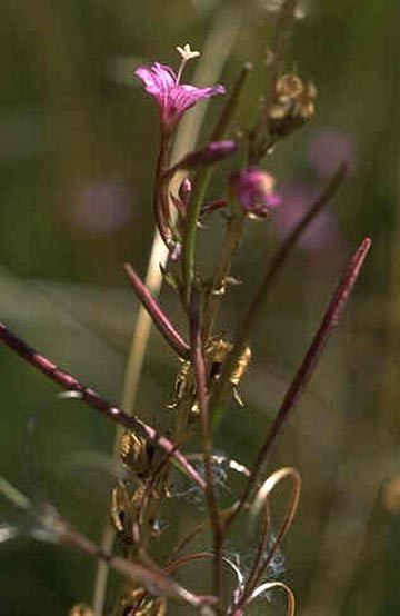 Epilobium oreganum