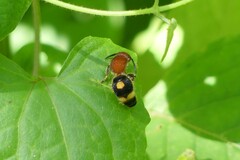 Odontomutilla uranioides
