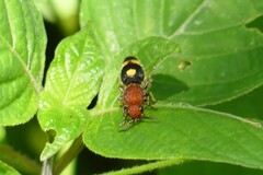 Odontomutilla uranioides