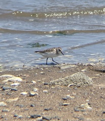Calidris pusilla